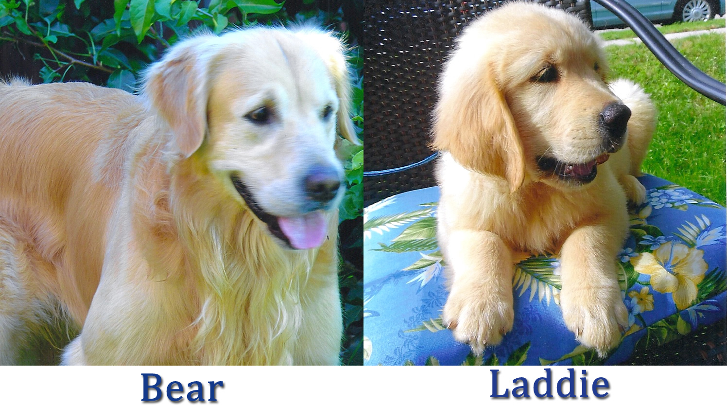 bear and laddie